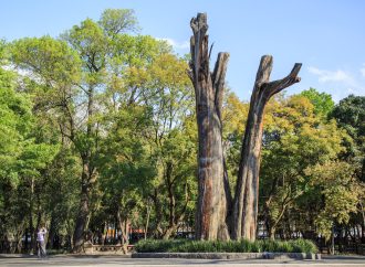 Verificarán autenticidad de ahuehuete del Bosque de Chapultepec
