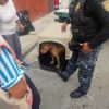 Rescata BVA a perro pitbull maltratado en Alcaldía Iztacalco