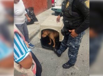 Rescata BVA a perro pitbull maltratado en Alcaldía Iztacalco