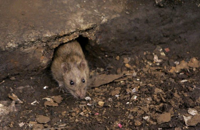 Insalubres las estaciones del Metro; llenas de ratas y cucarachas
