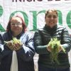 Esperanza para productores de romeritos de Tláhuac