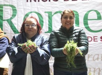 Esperanza para productores de romeritos de Tláhuac