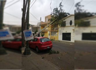 Van 14 árboles derribados por fuertes vientos en CDMX
