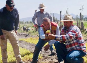 Inician temporada de siembra de amaranto en la zona patrimonio de CDMX
